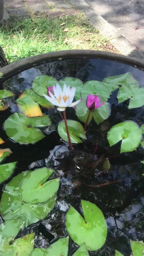 門口 養蓮花 風水|【門口 養蓮花 風水】荷花的風水作用和禁忌 